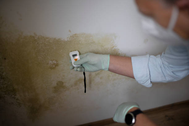 Best Same-Day Mold Removal  in Pollock Pines, CA